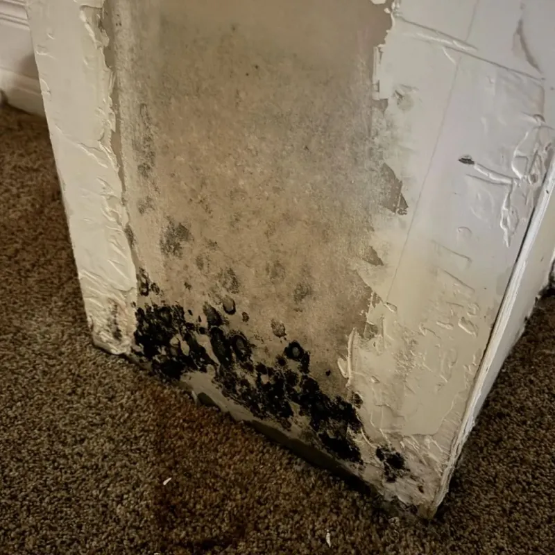 Professional Mold Removal in Cape Girardeau, MO